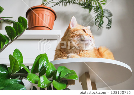 Content ginger cat lying on white table surrounded by green house plants 138130755