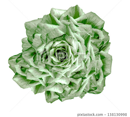 Flower rose on white isolated background with clipping path. Closeup. For design. Nature. Flower rose on white isolated background with clipping path. Closeup. For design. Nature. 138130998