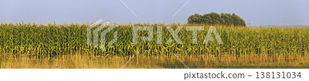 Panorama of a cornfield 138131034