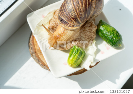Big snail achatina pet. Animal at home. Eating cucumber veggies food 138131037