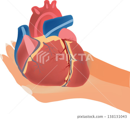 Two hands holding a realistic anatomical heart 138131043