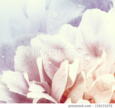 Flower peony. Floral vintage background. Petals peonies. Close-up. Nature. Flower peony. Floral vintage background. Petals peonies. Close-up. Nature. 138131078