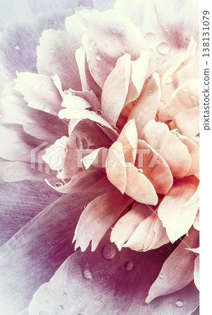 Flower  peony.   Floral vintage background.  Petals peonies.  Close-up. Nature. 138131079