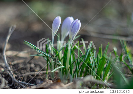 White And Purple Delicate Crocus Flowers In Early Spring 138131085