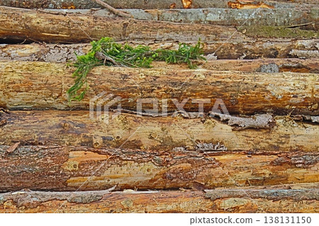 trunks and pine branches piled up trunks and pine branches piled up trunks and pine branches piled up trunks and pine branches piled up 138131150