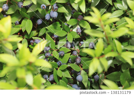 shrub with myrtle berries shrub with myrtle berries 138131179