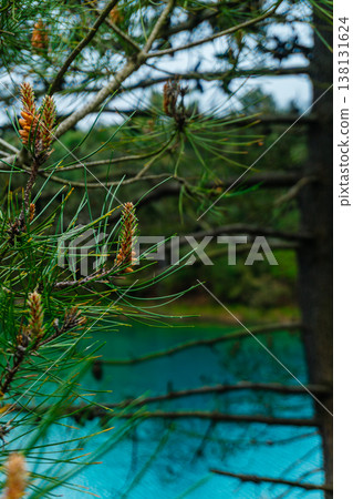 Closeup Pine Branch Over Turquoise Lake, Morning Dew On Needles, Small Developing Cones, Soft Forest Closeup Pine Branch Over Turquoise Lake, Morning Dew On Needles, Small Developing Cones, Soft Forest 138131624