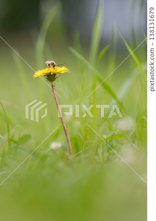 A bee sucking nectar from a dandelion (vertical view) 138131679
