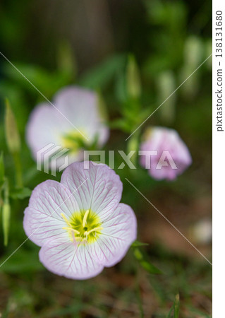 花壇裡盛開著淡紫色的嬌嫩花朵_垂直 花壇裡盛開著淡紫色的嬌嫩花朵_垂直 138131680