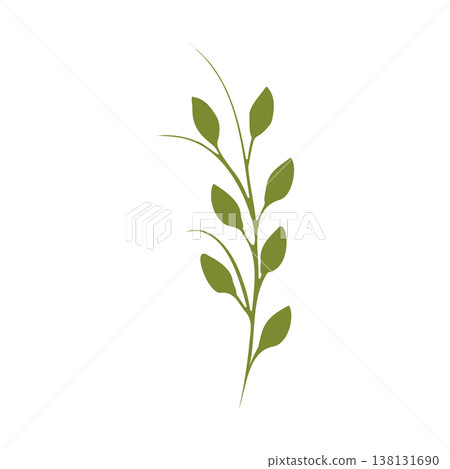 A vibrant green plant stem with multiple leaves curves gently upwards against a pure white background. The clean, simple design highlights the natural beauty of a growing botanical element. 138131690