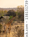 A Young Giraffe Standing in the South African Bush at Sunset in Kruger National Park, South Africa 138131739
