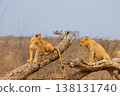 Two Lions Climbing on a Fallen Tree in Kruger National Park, South Africa 138131740