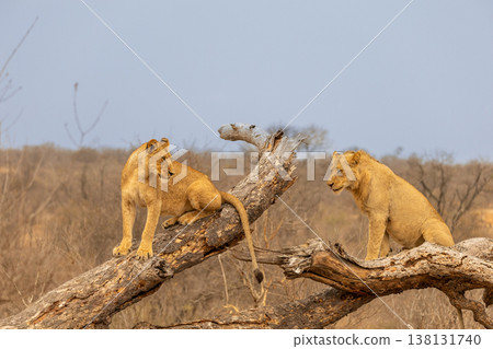 Two Lions Climbing on a Fallen Tree in Kruger National Park, South Africa 138131740