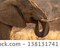 Close Up of an Elephant With Tusks Eating in Kruger National Park, South Africa 138131741