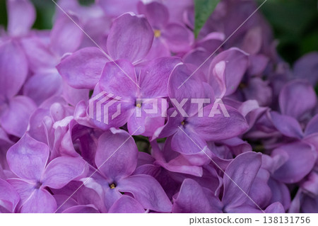 Close-up of purple lilac flowers Close-up of purple lilac flowers 138131756