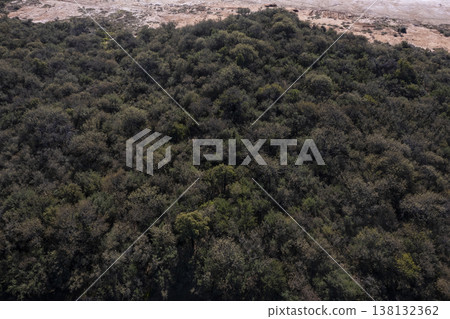 Pampas forest, Calden tree, Prosopis Caldenia, endemic species in La Pampa, Patagonia, Argentina Pampas forest, Calden tree, Prosopis Caldenia, endemic species in La Pampa, Patagonia, Argentina 138132362