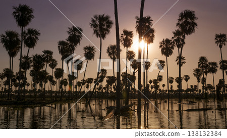 Palms landscape in La Estrella Marsh, Formosa province, Argentina. Palms landscape in La Estrella Marsh, Formosa province, Argentina. 138132384