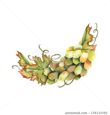 Green grapes bunch and vine watercolor arrangement. Lush foliage leaves half of wreath. Hand drawn illustration isolated on transparent background. For labels, menu design, kitchen decor, packaging Green grapes bunch and vine watercolor arrangement. Lush foliage leaves half of wreath. Hand drawn illustration isolated on transparent background. For labels, menu design, kitchen decor, packaging 138132593