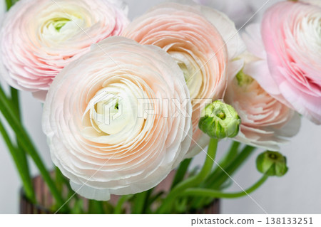 Soft pastel ranunculus flowers background with copy space. Soft pastel ranunculus flowers background with copy space. 138133251