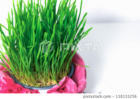 Green wheat sprouts symbol of spring renewal and life. Green wheat sprouts symbol of spring renewal and life. 138133256
