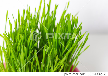 Green wheat sprouts symbol of spring renewal and life. Green wheat sprouts symbol of spring renewal and life. 138133257