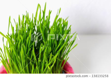 Green wheat sprouts symbol of spring renewal and life. 138133258