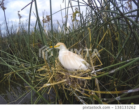 Cattle Egret, Bubulcus ibis, nesting, La Pampa Province, Patagonia, Argentina Cattle Egret, Bubulcus ibis, nesting, La Pampa Province, Patagonia, Argentina 138133262