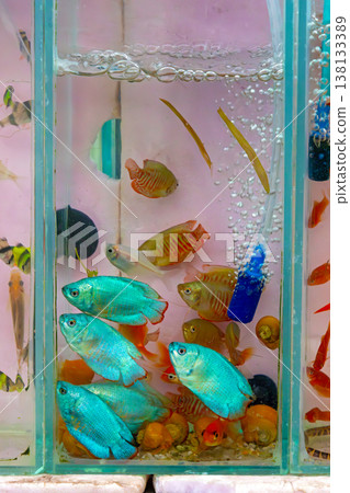 Pet fish in glass tank Pet fish in glass tank 138133389