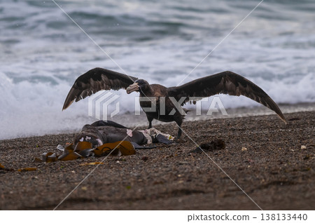 Giant Petrel , Peninsula Valdes, Unesco World heritage site, Chubut Province, Patagonia, Argentina. 138133440