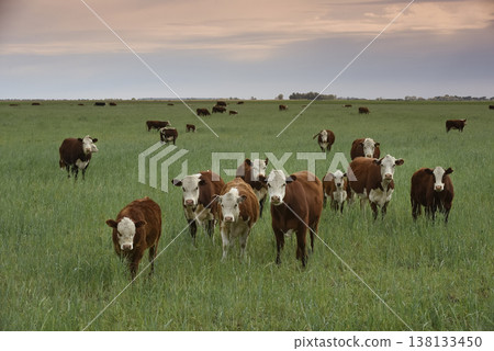 Countryside landscape with cows grazing, La Pampa, Argentina Countryside landscape with cows grazing, La Pampa, Argentina 138133450
