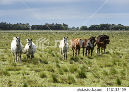 Herd of horses in the coutryside, La Pampa province, Patagonia, Argentina. Herd of horses in the coutryside, La Pampa province, Patagonia, Argentina. 138133469