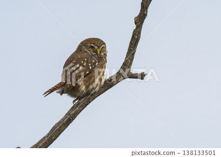 Ferruginous Pygmy owl, Glaucidium brasilianum, Calden forest, La Pampa Province, Patagonia, Argentina. 138133501