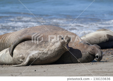 Elephant seal family, Peninsula Valdes, Patagonia, Argentina 138133636