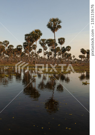 Palms landscape in La Estrella Marsh, Formosa province, Argentina. Palms landscape in La Estrella Marsh, Formosa province, Argentina. 138133676