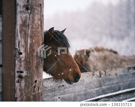 雪天裡的馬 138133723