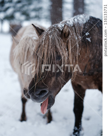 雪天裡的馬 雪天裡的馬 138133731