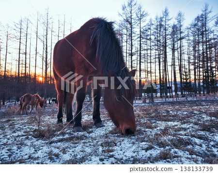 日出和北海道馬 138133739
