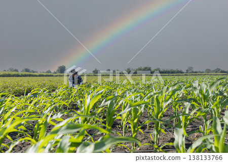 Farmer uses digital tablet for analyse and check corn plants at field. Modern agribusiness. Farmer uses digital tablet for analyse and check corn plants at field. Modern agribusiness. 138133766