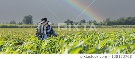 Farmer uses digital tablet for analyse and check corn plants at field. Modern agribusiness. 138133768