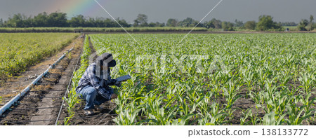 Farmer uses digital tablet for analyse and check corn plants at field. Modern agribusiness. 138133772