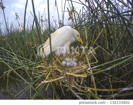 Cattle Egret, Bubulcus ibis, nesting, La Pampa Province, Patagonia, Argentina 138133802