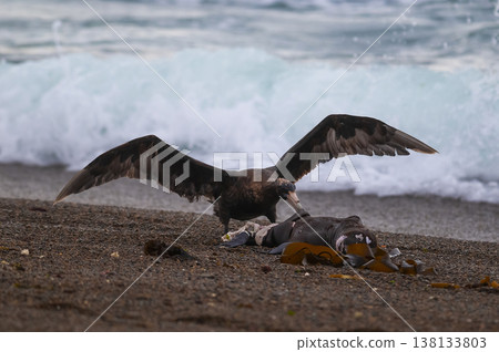 Giant Petrel , Peninsula Valdes, Unesco World heritage site, Chubut Province, Patagonia, Argentina. 138133803