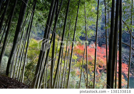 與竹林的風景 138133818