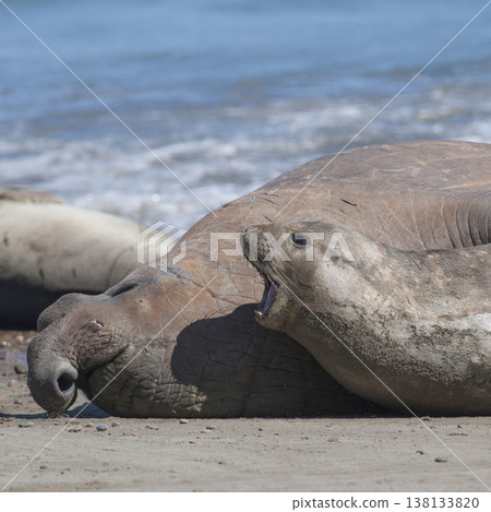 Elephant seal family, Peninsula Valdes, Patagonia, Argentina 138133820