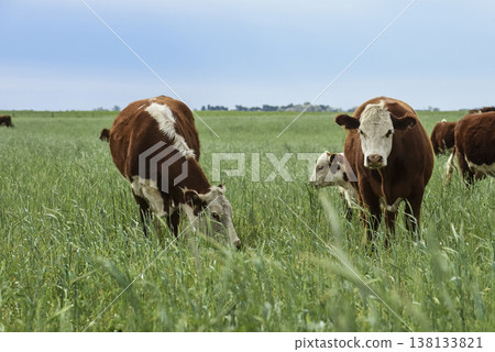 Countryside landscape with cows grazing, La Pampa, Argentina Countryside landscape with cows grazing, La Pampa, Argentina 138133821