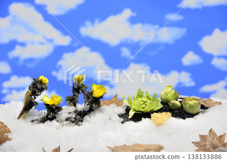 Adonis amurensis and butterbur sprouts create a spring image. Adonis amurensis and butterbur sprouts create a spring image. 138133886