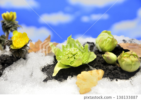 Adonis amurensis and butterbur sprouts create a spring image. Adonis amurensis and butterbur sprouts create a spring image. 138133887