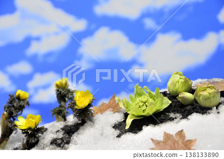 阿多尼斯和蜂斗菜的嫩芽營造出春天的景象。 138133890