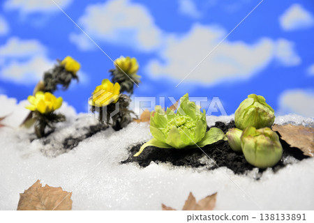 Adonis amurensis and butterbur sprouts create a spring image. Adonis amurensis and butterbur sprouts create a spring image. 138133891