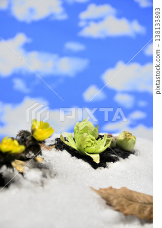 阿多尼斯和蜂斗菜的嫩芽營造出春天的景象。 138133893